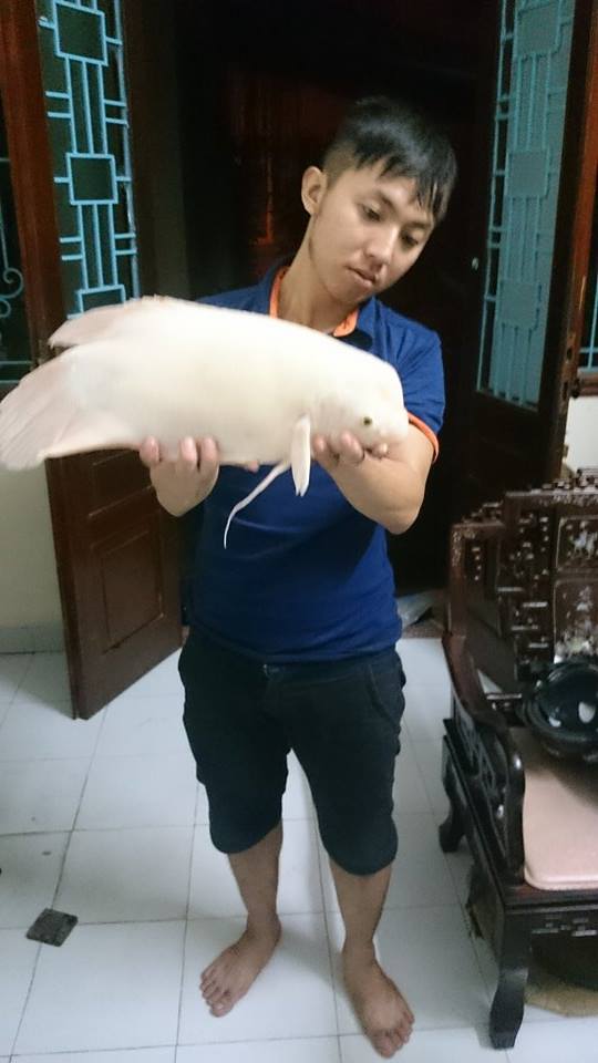Anh Trần Lĩnh Huế (28 tuổi, ở phố Quán Thánh, quận Ba Đình, TP.Hà Nội) - người bỏ ra 500.000 đồng mua con “quái ngư”.