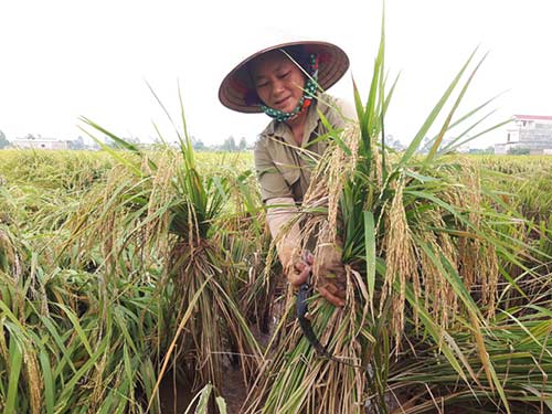 Những nhát cắt liên tục ngọt sắc.