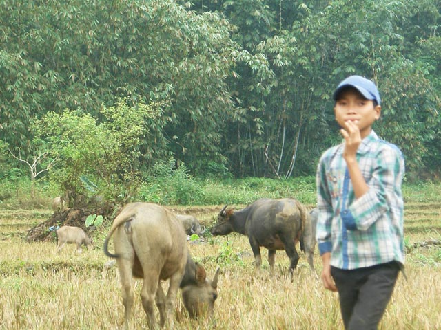 
Chăn nuôi đại gia súc – mô hình giúp xã nghèo Xuân Sơn xóa nghèo nhanh chóng. Ảnh: Đơn Thương
