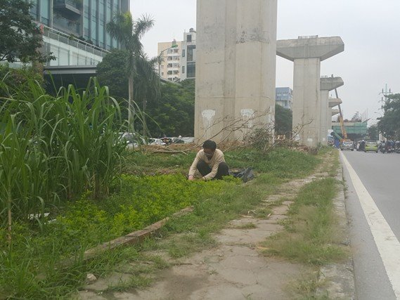 Ông Lê Đức Mịch (ở Hoàng Cầu, Đống Đa, Hà Nội) cho biết: “Đất để cỏ dại mọc tùm lum, tôi thấy tiếc nên đã ra cắt cỏ, làm đất trồng rau, cây cảnh”.