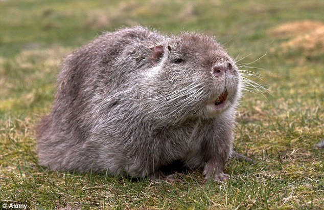 
Loài chuột coypu có nguồn gốc từ khu vực Nam Mỹ.
