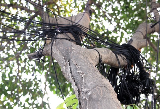 Ban ngày, chi chít các loại dây thừng được ngụy trang kín trên các thân và tán cây.