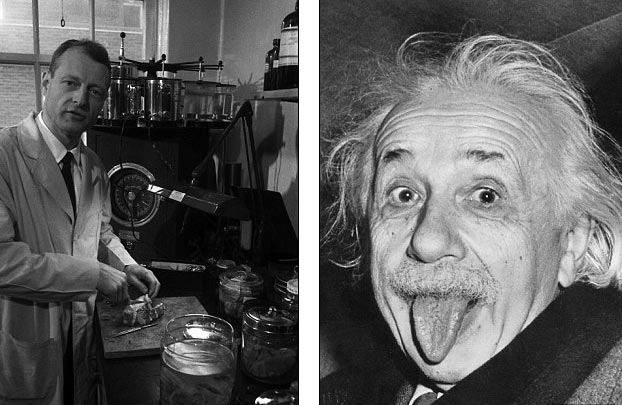 Albert Einstein, thiên tài vật lý, nhà khoa học vĩ đại, bộ não, bị đánh cắp, chuyện ly kỳ