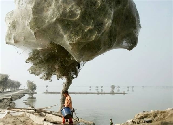Chiếc cây này giống như một cuốn sách minh họa… Nước lũ dâng cao trong một thời gian lâu ở Pakistan đã làm hàng triệu con nhện di chuyển lên cây.