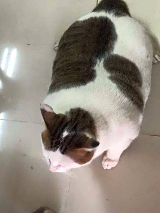 Hình ảnh mèo béo đáng yêu