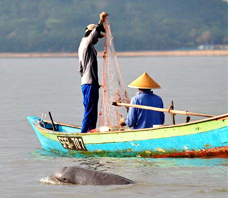 Cá nược vẫn sống hiền hòa trên thượng nguồn sông Mekong (Campuchia) - Ảnh: Arkive