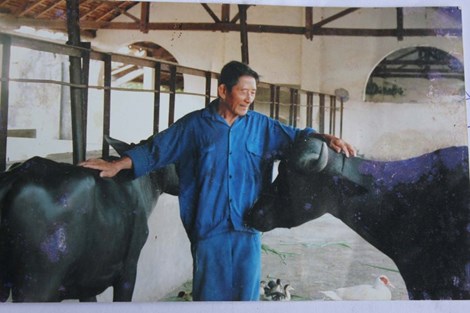 Anh hùng lao động Hồ Giáo ở Trại chăn nuôi trâu Hành Thuận, huyện Nghĩa Hành (Quảng Ngãi). Ảnh: Tư liệu 