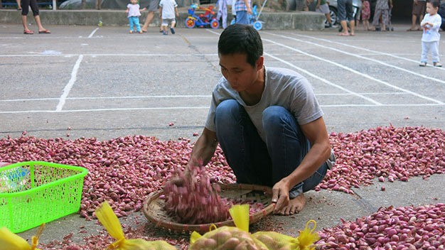 Anh Thắm đang làm hành sạch để bỏ vào bao kêu gọi người dân mua giúp đỡ.