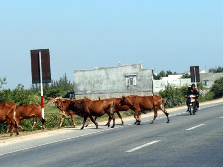 
Đàn bò không chỉ vào khu công nghiệp khiến doanh nghiệp than trời mà còn lang thang trên đường gây nguy hiểm cho giao thông.  
