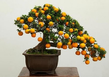 
Bonsai quất với thế rất đẹp.
