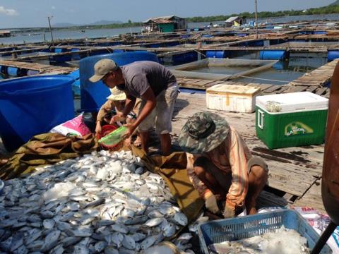 
Cá chết hàng loạt trên sông Chà Và do các nhà máy xả thải chưa đạt chuẩn
