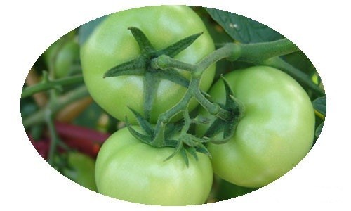Cà chua xanh chứa độc tố Solanine ăn vào sẽ bị ngộ độc. Ảnh minh họa.