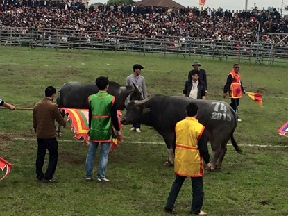 Hy hữu Lễ hội Chọi trâu: Trâu không chọi vì nhận ra anh em - Ảnh 3