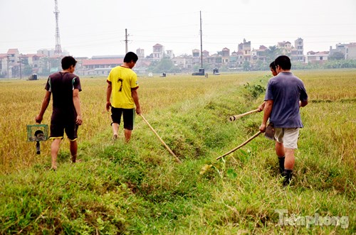 
Dụng cụ săn bắt chuột khá đơn giản chỉ cần mang cuốc, thuổng, rọ,... có người mang theo cả chó đi để bắt chuột.
