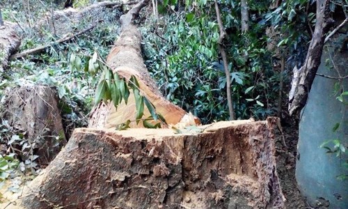 
Một cây cổ thụ khác trong chùa Thánh Duyên bị đốn hạ. 
