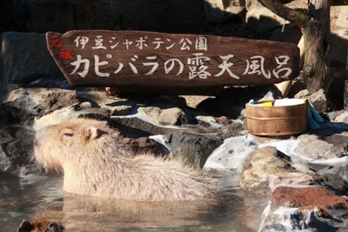 
Chuột lang Capybara là loài gặm nhấm sạch sẽ nhất thế giới. Một con Capybara có thể nín thở dưới nước trong vài phút và thường sống gần nước trong suốt cuộc đời. Đến mùa đông, do nhiệt độ xuống thấp, chúng thường phải rời xa nguồn nước và chui vào đất tránh rét. 
