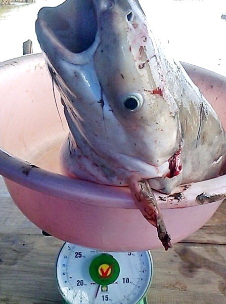 
Đây là đầu con cá dứa nặng 15kg mà ngư dân bắt được ở đầm Thị Tường (Cà Mau) trong nửa đầu năm 2015. Ảnh: Phan Tấn Hùng/ Tuổi trẻ
