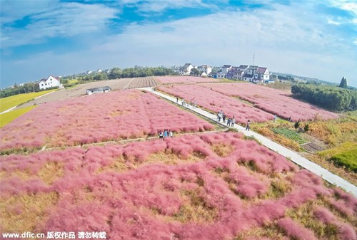 
 Loại cỏ này có tên gọi Muhlenbergia capillaris và có nguồn gốc từ Bắc Mỹ, được người Trung Quốc nhập về trồng ven đường, trong công viên hoặc tsân nhà nhằm mục đích trang trí.
