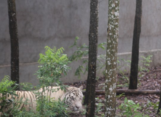 Một chú hổ trắng quý hiếm nấp sau bụi cây tại Trại Bò