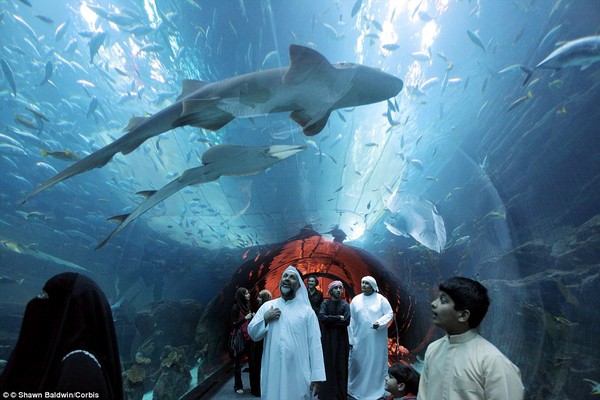 Đường hầm đi xuyên qua bể nuôi cá mập, một trong những điểm đặc sắc nhất của Dubai Mall.