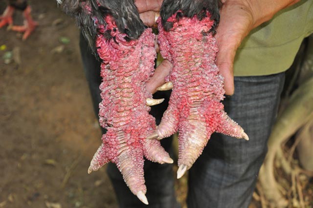 Ông Miền cho biết, hiện tại trang trại của ông đang có trên 100 con gà Đông Tảo, trong đó gà thuộc dòng “độc” quý hiếm có khoảng 3 con. Đặc biệt, có 1 con chân vảy, móng rồng được nhiều khách trả 30 triệu đồng nhưng ông chưa bán mà để lại nhân giống.