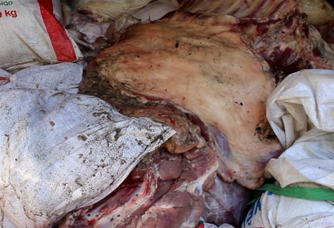  Gần 5 tấn thịt heo bốc mùi hôi thối bị cơ quan chức năng bắt giữ. 