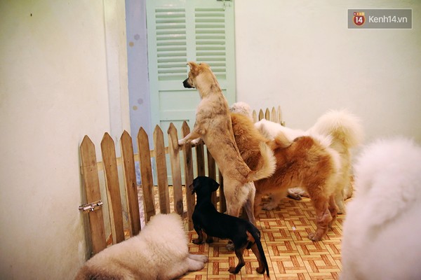 Mỗi khi nghe tiếng khách đến, những chú chó chạy ra hàng rào tiếp đón nồng hậu.