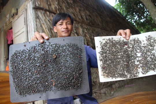 Mỗi ngày anh Thái bẫy hơn 10 miếng keo dính, nhưng ruồi vẫn không giảm.
