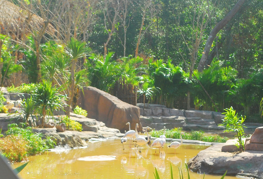 
Hồng hạc và cò mỏ thìa chung sống trong môi trường lí tưởng tại Vinpearl Safari Phú Quốc
