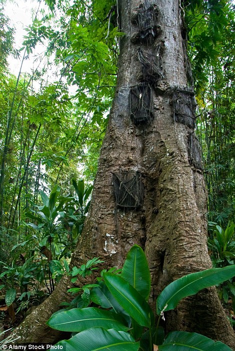 
Với những trẻ em chết trước khi răng mọc, người Toraja khoét thân cây rồi đặt tử thi vào đó. Họ dùng lá cọ để kết thành tấm chắn bên ngoài hốc cây.
