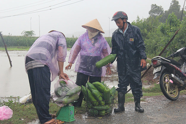 Người dân thu hoạch đu đủ gần sông Trà Khúc vì gió lớn làm ngã đổ khá nhiều cây - Ảnh: Trần Mai