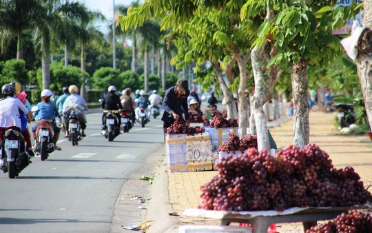 Nho Trung Quốc đội lốt Mỹ bán dọc miền Tây