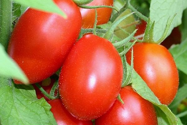 Ăn cà chua khi đói sẽ khiến một lượng lớn chất pectin và tanin (vị chát) kết tủa với axit dạ dày hình thành kết sỏi dạ dày, dễ gây buồn nôn, nôn mửa, loét, thậm chí thủng dạ dày.