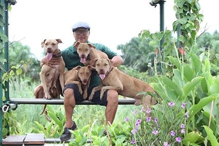 Là người mang chó Pit Bull về Việt Nam đầu tiên, hiện anh Tuấn đang sở hữu cả một trang trại chó Pit Bull