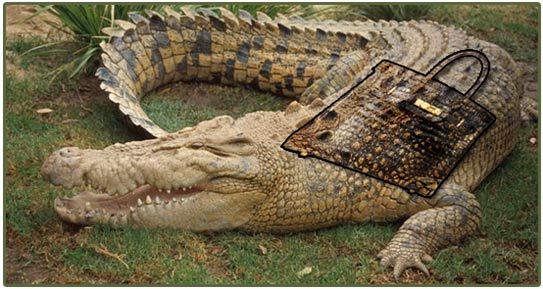 Một chiếc túi tước đi bộ da của khoảng 4 chú cá sấu
