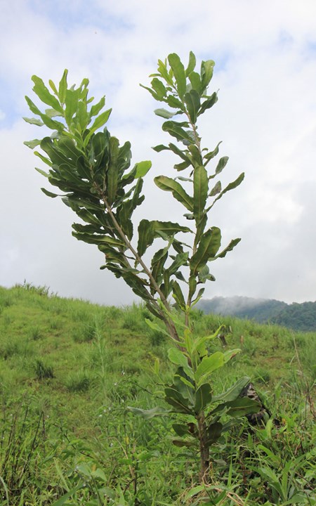 “Nu hoang qua kho” ra hoa som chi sau 8 thang trong