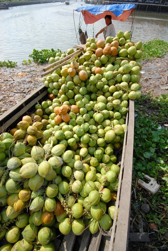 
Dù giá tại nhà vườn giảm mạnh nhưng tại hầu hết các quán cà phê, nước giải khát ở Tp.HCM, giá dừa đã bị đội lên gấp cả chục lần. Giá dừa tươi ướp lạnh 15.000-20.000 đồng/trái, có nơi còn bán ở mức 25.000-30.000 đồng. (Ảnh: Ngọc Trinh)
