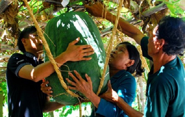 
Bí đao “khổng lồ” trồng ở làng Chánh Trạch, xã Mỹ Thọ, huyện Phù Mỹ (Bình Định). Ông Đỗ Văn Thuấn, một người trông bí khổng lồ cho hay: Ông bà mình trồng những quả bí 70 - 80 kg là chuyện bình thường, giờ thì chỉ khoảng trên dưới 50 kg”. (Ảnh: TTXVN)
