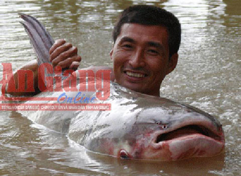 
Một người dân xã Quốc Thái, An Phú, An Giang đã mua con cá tra dầu nặng khoảng 86kg, dài 1,7m. Sau đó, biết đây là cá quý, có tên trong sách đỏ nên ngư dân này không xẻ thịt mà nuôi dưỡng. Con cá đã chết sau đó vì kiệt sức. Ảnh: An Giang online

