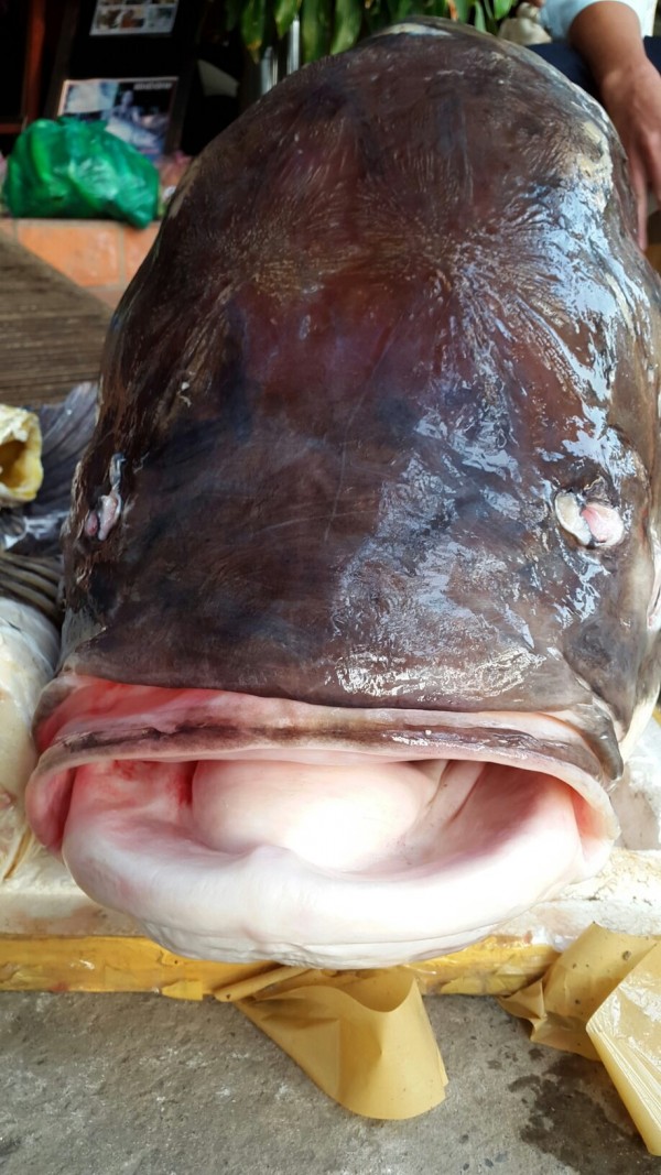 
Con cá hô nặng 110kg này được một ngư dân bắt được tối 12/1/2015, trên sông Hậu, đoạn ngang qua xã Phong Hòa (huyện Lai Vung, tỉnh Đồng Tháp). Ảnh: Vietnamnet
