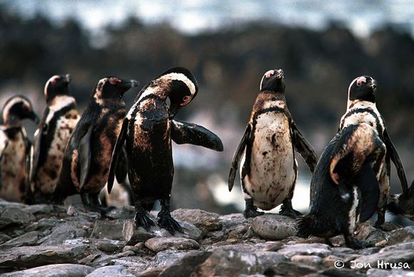 
Bầy chim cánh cụt bị nhuộm lông vì nước biển bị ô nhiễm trầm trọng.
