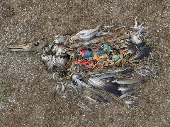 
Thức ăn khan hiếm, chú chim này đã chết vì ăn toàn rác thải.

