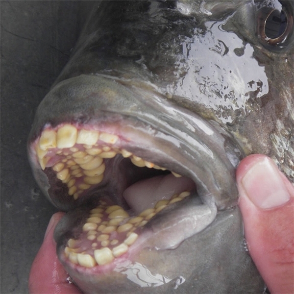 Loài cá tráp có răng giống người.