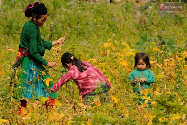 
Mùa thu hoạch đậu tương.
