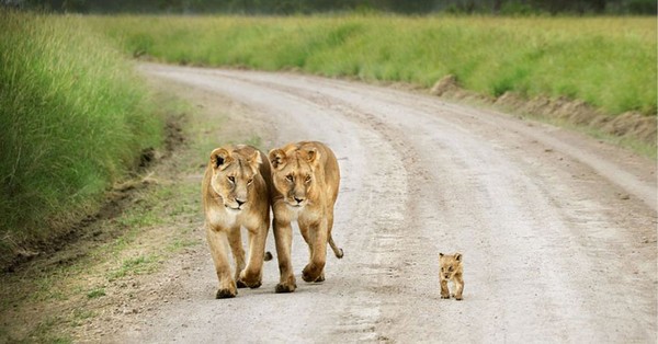 Hãy nhìn cách sư tử dạy con - bài học cho chúng ta!