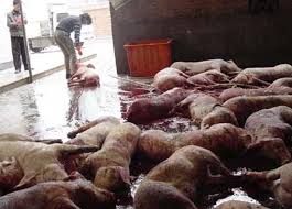 Trung bình mỗi năm, có 90.000 con lợn chết ở Giang Tây được mổ và tuồn thịt vào thị trường.