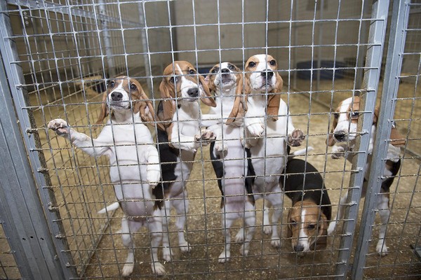 
Gần 2000 chú chó được nuôi chỉ để sau đó sẽ bị giết.
