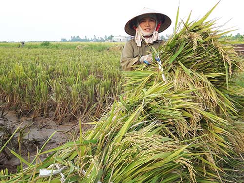 Những bó lúa được bó tròn.