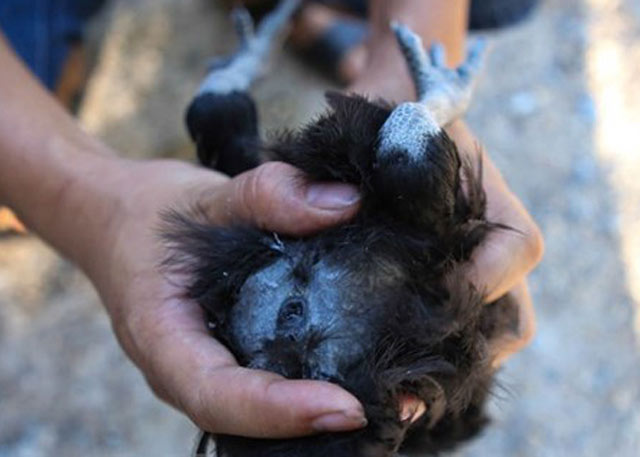 
Một chú gà đen chính hiệu Indonesia có lưỡi, cuống họng, đít đen hiện đang được nuôi tại Vườn chim Việt ở xã Đông Mỹ, huyện Thanh Trì (Hà Nội).
