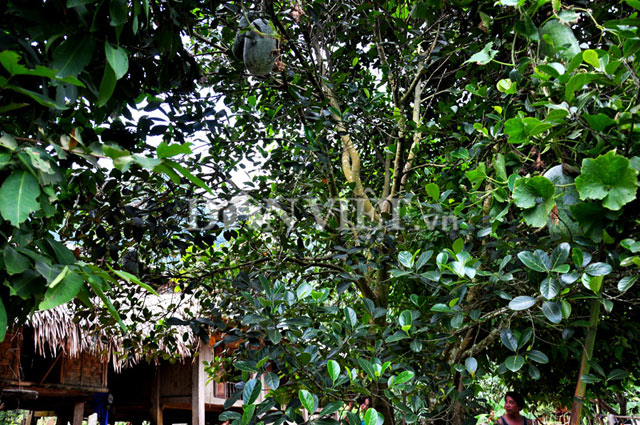 
Giống bí lạ khổng lồ này được bà con đồng bào dân tộc Mường ở xã Xuân Sơn trồng bằng cách cho leo các cây bóng mát.
